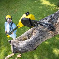 Best Tree Maintenance Programs  in Summit, WA